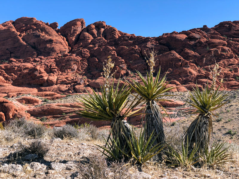 Mojave desert landscape with yucca plants against red rock cliffs